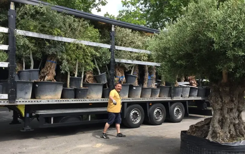 Anlieferung alter Olivenbäume durch LA CAVA