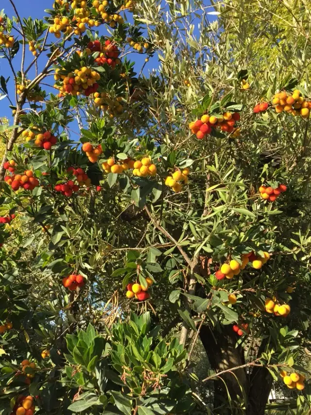 Arbutus unedo, der Erdbeerbaum, im Sortiment von LA CAVA