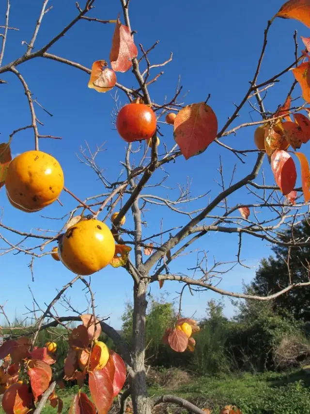 Diospyros Kaki mit Früchten im November