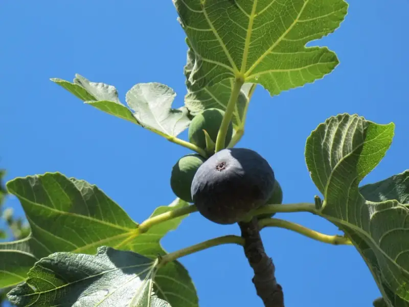 Feigenbaum im Sortiment von LA CAVA
