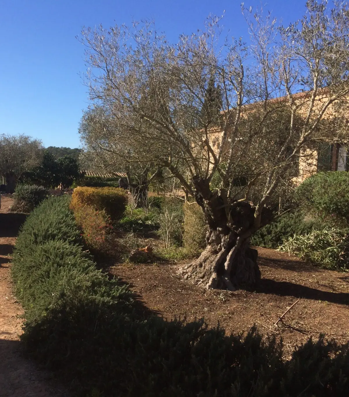 Gartengestaltung mit Olivenbäumen von LA CAVA