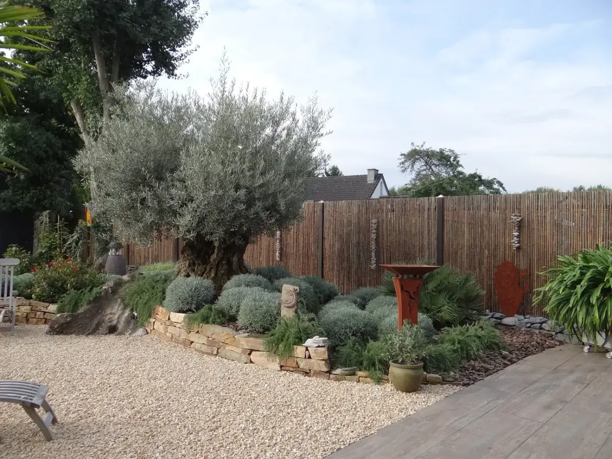 Gartengestaltung mit Sichtschutz und Olivenbaum