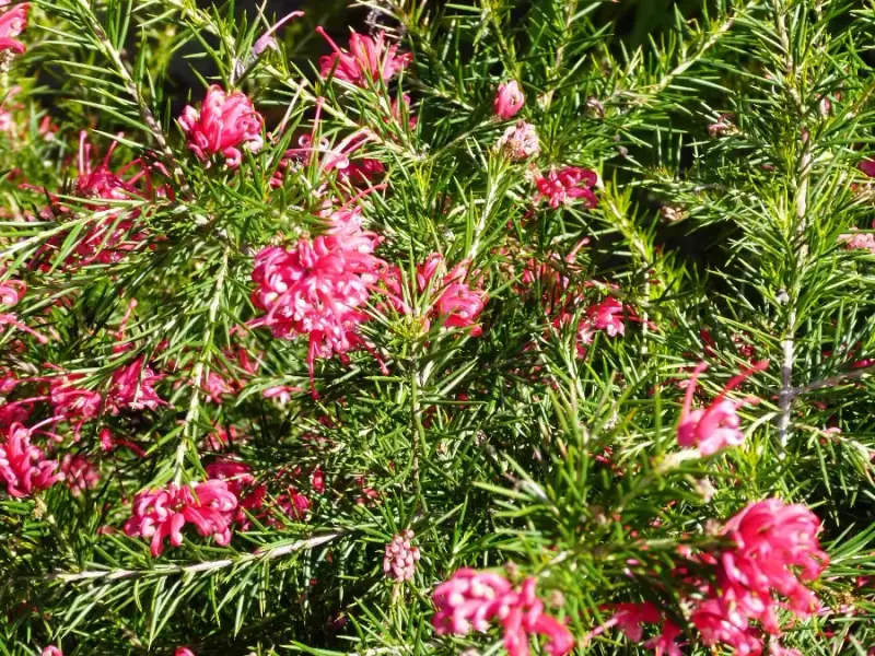 Grevillea im Sortiment von LA CAVA in Köln