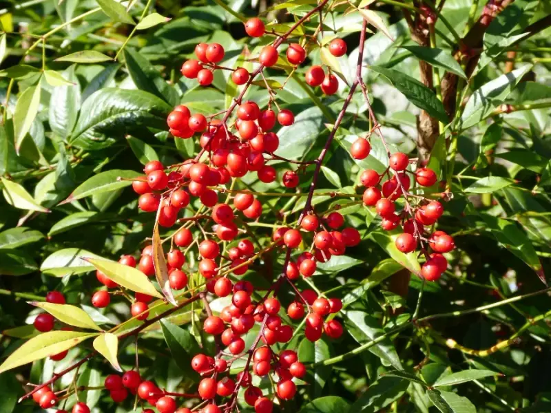 Immergrüne Nandina im Sortiment von LA CAVA