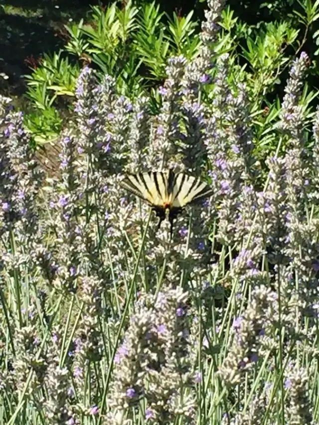 Lavendelbeet als Schmetterlingsparadies