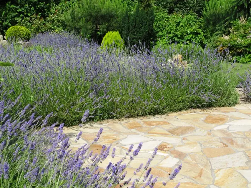Lavendelgarten mit Natursteinweg von LA CAVA