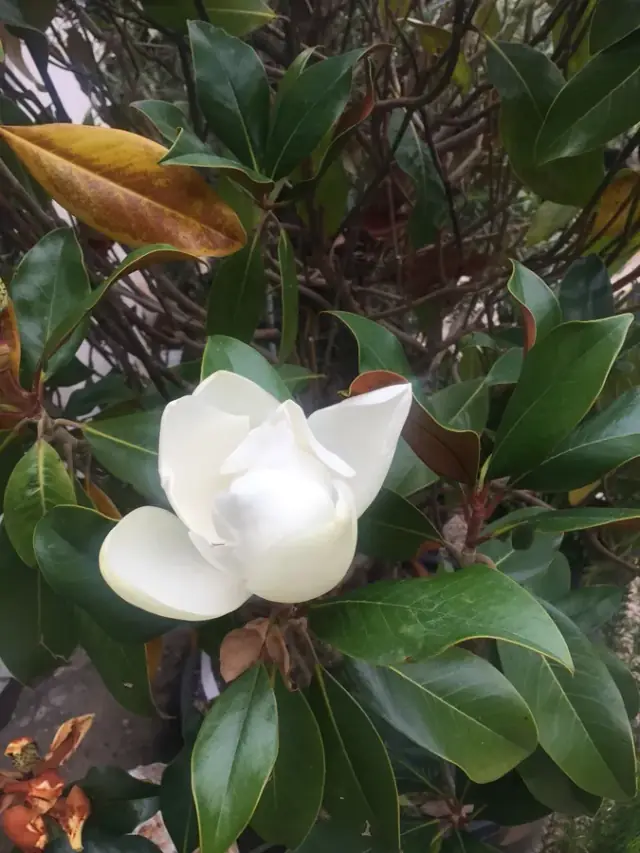 Magnolia grandiflora im Sortiment von LA CAVA