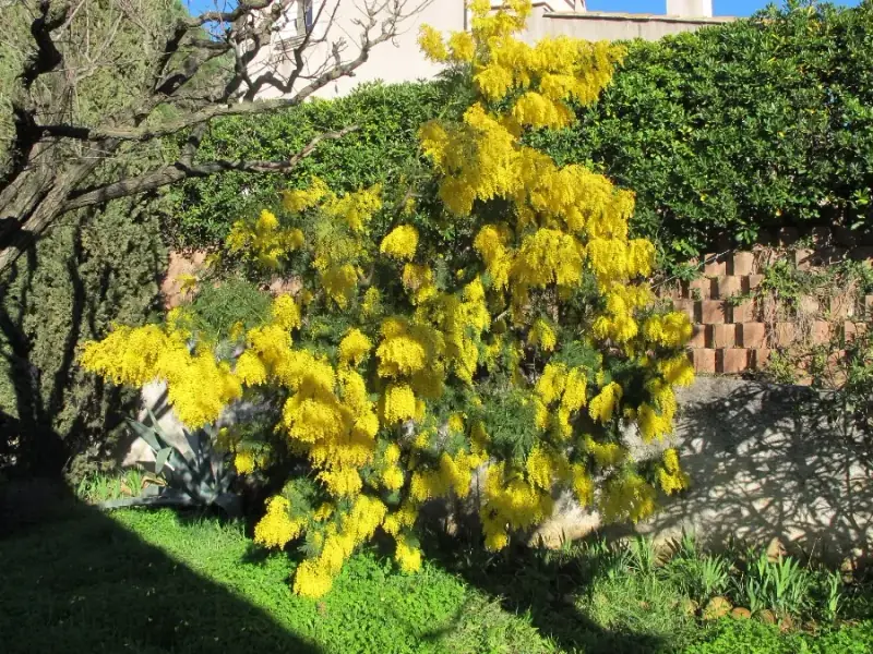 Blühende Mimose im Sortiment von LA CAVA