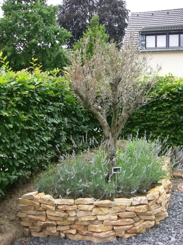 Naturstein, Olive und Lavendel in einem Garten von LA CAVA