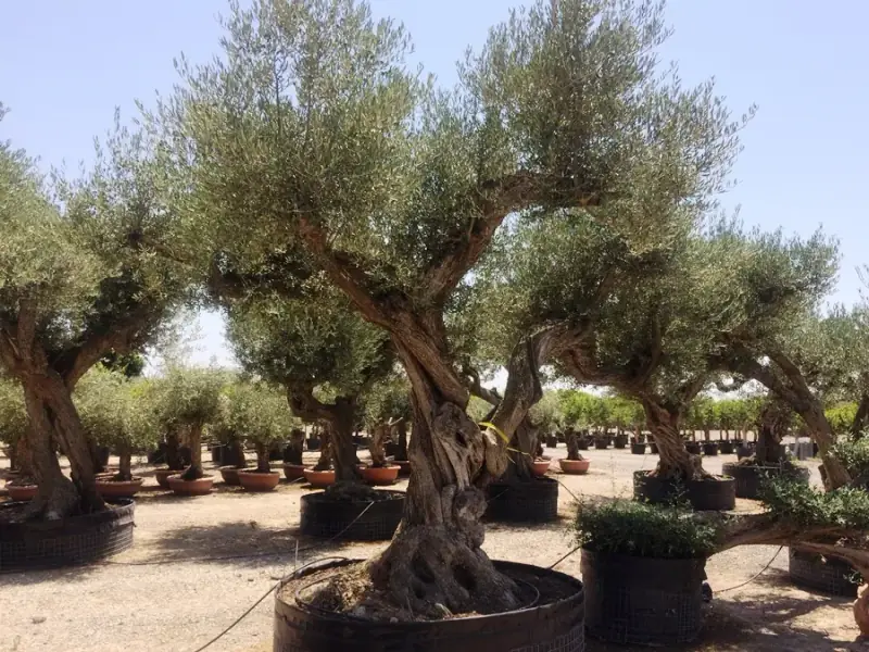 Olivenbäume aus Spanien im Sortiment von LA CAVA