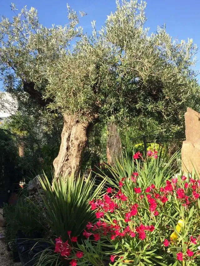 Olivenbäume und Oleander in der Ausstellung von LA CAVA