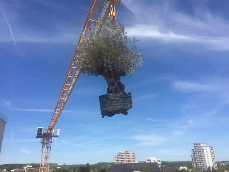Olivenbaum in einem Gartenbauprojekt von LA CAVA
