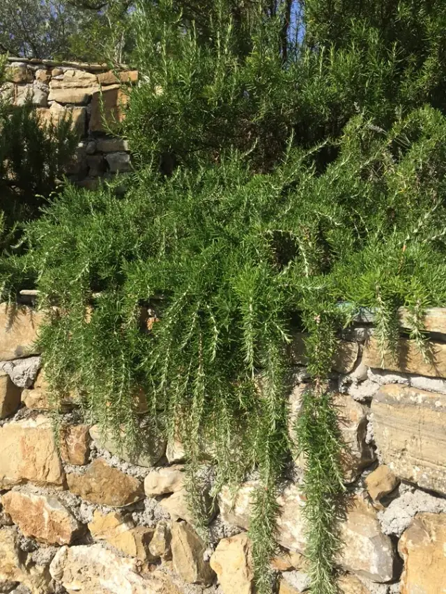Rosmarinus prostratus im Sortiment von LA CAVA