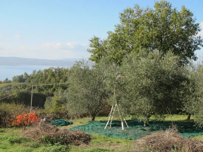Olivenhain am Lago di Bolsena